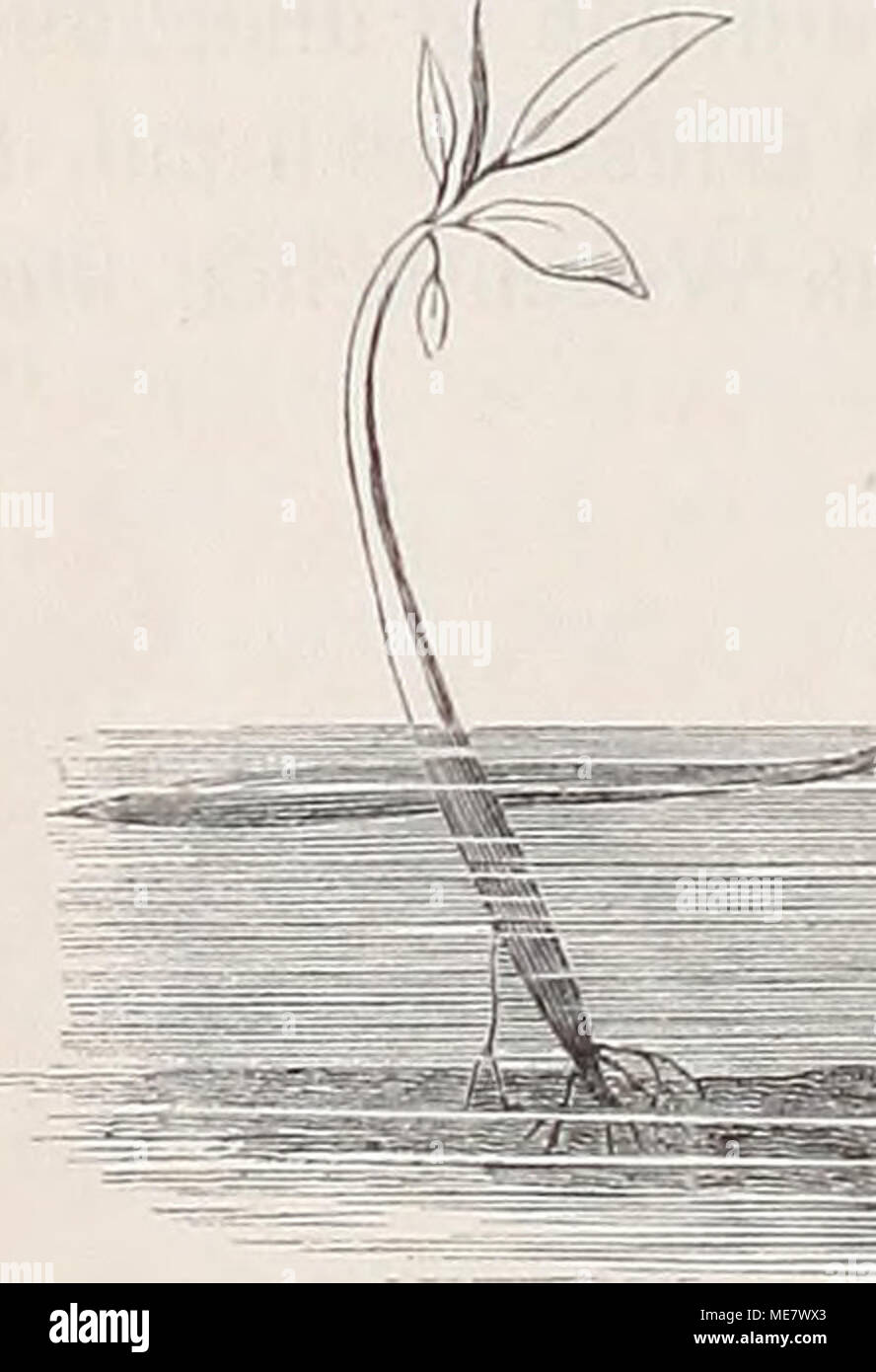 . Die Loango-Expedition ausgesandt von der Deutschen Gesellschaft zur Erforschung, Aequatorial-Africas 1873-1876. Dans Reisewerk Ein drei Abtheilungen . Banque D'Images