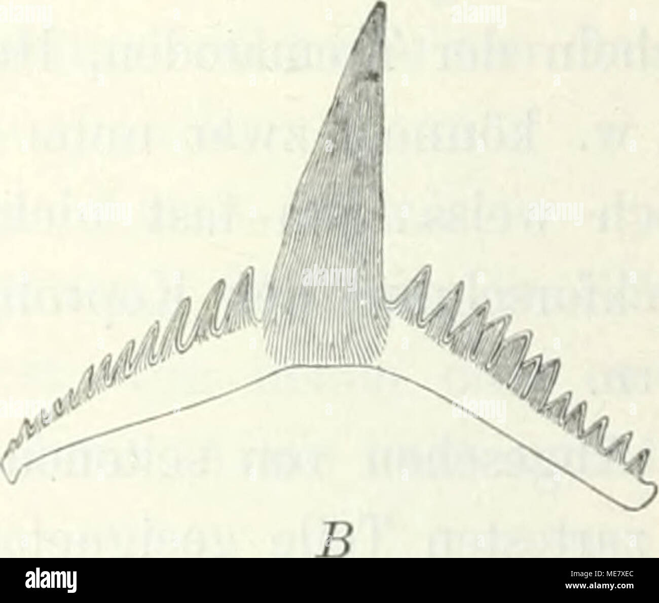 . Leitfossilien, die ein Handbuch für den Unterricht und für das Bestimmen von Versteinerungen . 41 A, B, Conodonteii vergrössert. ,Une Depranodus). Fischzahn Palacodus (C). Untersilur Russlands deni aus. (Nach und Rohon C. Zittel.) Un Kieferstück Halycryptus (von einer ui der Ostsee häufigen Zusaninieu Gephyree), li- gesetzter, Prionodus Conodontes. (Nach und Rohon C. Zittel.) Annelidenkiefer siliirischen Ablagerungen kommen besonders zahlreich dans vor. Fand er beschrieb eine Reihe von Formen Unter dem Namen Conodonten deutete Fischzähne und sie als. Schichtstruktur hornigen Oberha Die dieser Banque D'Images