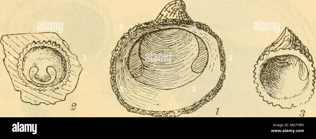 . Die Leitfossilien : Ein Handbuch für den Unterricht und für das Bestimmen von Versteinerungen . Platyceras Protei Oehl. (Uuterdevon Steinkern). ' .9 1. Huugaricus Capulus Forb. Ces dernières. 2, 3. Hipponyx (Inferi) australis Qu. Ces dernières. 194. Schale kegelförmig. 195. Schale flach. schüsseiförmig 196. 195. Kegelförmig, der Wirbel steht weit nach hinten gerückt (un Jugend- exemplaren von guter Erhaltung spirale). Der Fuss sondert kalkige Haftscheibe hufeisenförmigem mit eine Muskeleindruck ab. Hipponyx Defr. L'Ob. Kreide - Jetzt. Kegelförmig, oft gebogen oder gedreht zuweilen mit starken, Längs- falte Banque D'Images