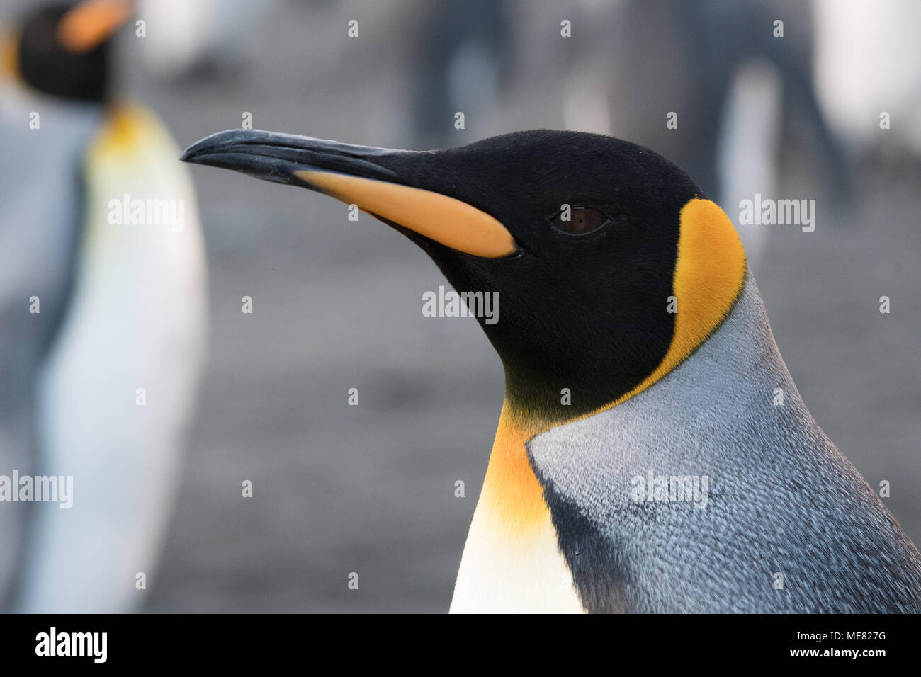 Close-up of a King Penguin sur l'île de Géorgie du Sud Banque D'Images