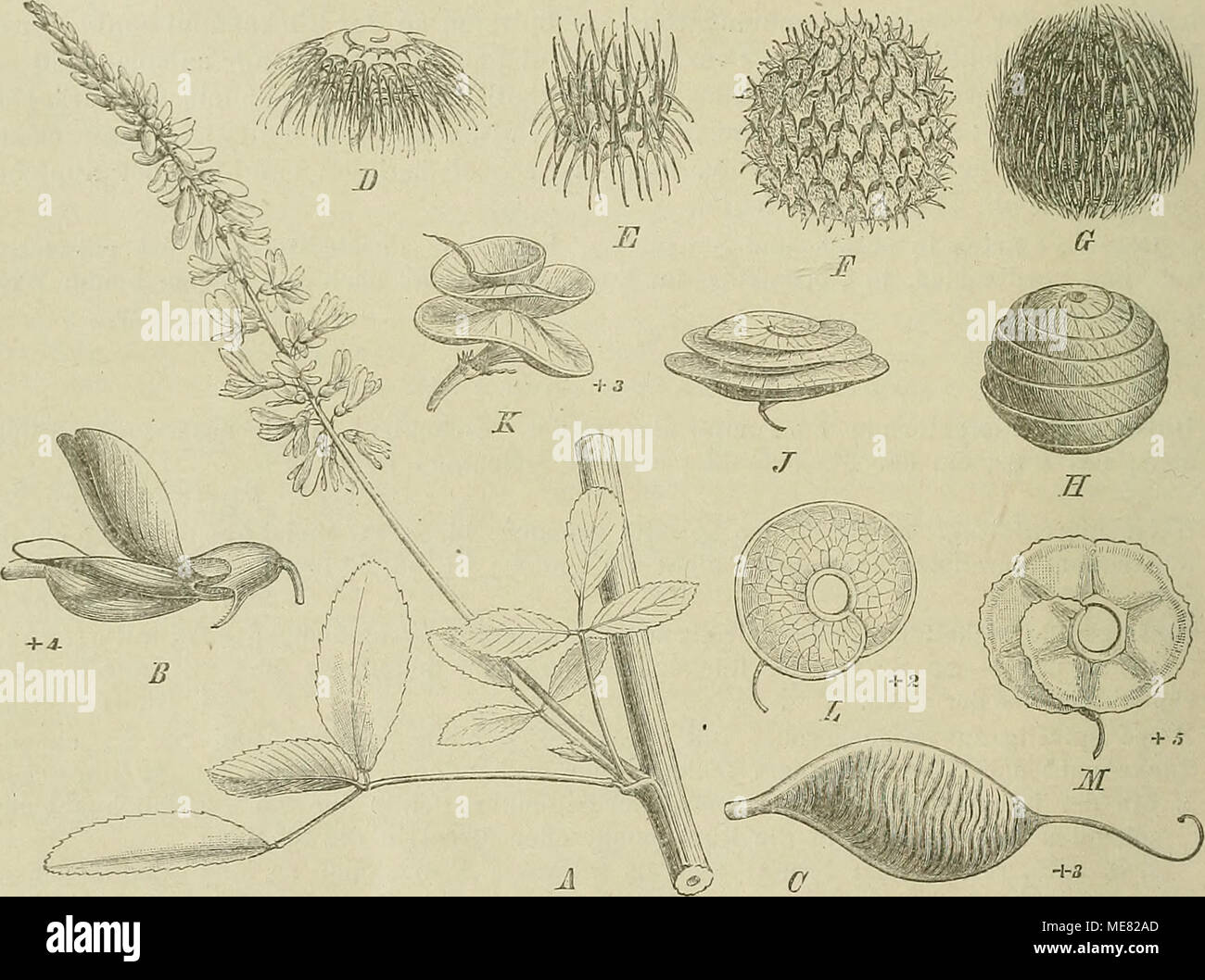 . Die Natürlichen Pflanzenfamilien : nebst ihren Gattungen und Arten von den wichtigeren, Nutzpflanzen . Cochon. 112. Un Melüotus üesr-C offlcinalis. Un Zweigstück Blutenstand B einzelne mit ; Le Bienheureux ; C Hülse. - D-L von Hülsen Medicago-ktt^n : D M. disciformis TiC. ; E M. tuhercHlata^' ii( !i. F M. cj'U'ar" Willd. ; G M. intertexta (Gärtn.) Urb. var. Echinits ITrb (DC.). ; HM. scutellata tous. ; J 31. orbictilaris tout. var. marginata (Willd.) Bentli. ; K M. sativa L. ; L M. olsctira Retz. - M Hülse von C'yclocarpa Afz stellaris. (Original.) M. Bieb. in der Krim, M. cancellata dans Südostrussland und M. Banque D'Images