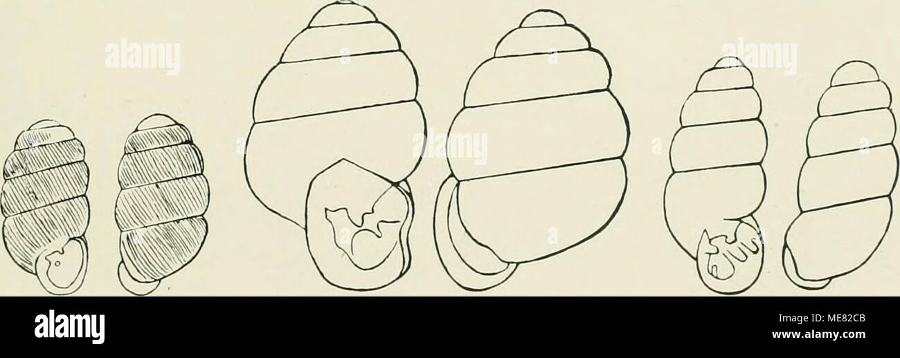 . Die Landschneckenkalke des Mainzer Beckens und ihre Faune . Fig. 16a 16b Fig. 17 un 17 b Fig. 18a 18b Verlag von J, F. Bergmann à Wiesbaden. Banque D'Images