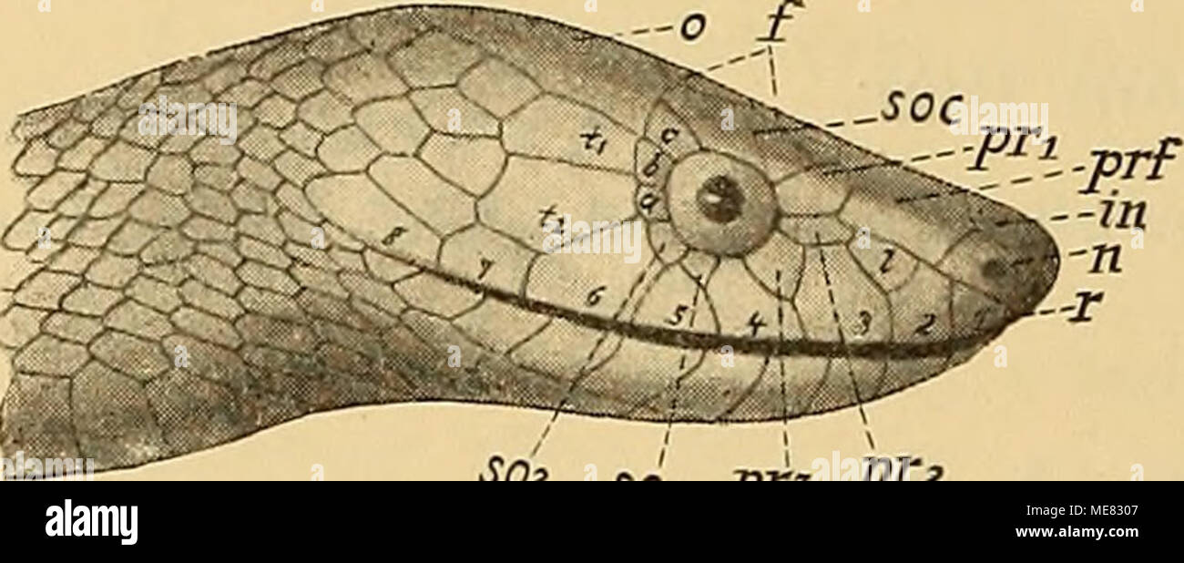 . Die Kriechthiere Deutsche-Ost-Afrikas : Beiträge zur Systematik und Descendenzlehre ; . de sorte* sdi J&gt;rs Pr2 Fig. D. Philothamnus semivariegatus (A. Sansibar Sm.) ; 2. Personne : Sansibar ; je individuel. ; Sansibar ; 1. Personne : Offenbar Sansibar ; c. d. Decken S. ; Peters dans Decken III, S. 16. Sansibar ; 3. différentes ; Mocq., soc. phil. 1888, S. 111, als Leptophis punc- tatus erwähnt. Salmin S. ; Mus.-No. 5735. Salm dans S. ; Mus.-No. 603 5. 3. Personne ; Stuhlmann S. ; août-nov. 1888. Pfeffer dans Stuhlmann X, 1892, S. 15. Genaue Beschreibung als Philothamnus punctatus var. sansibaricus Pfeffer. Sansibar ; 4 personne. Banque D'Images