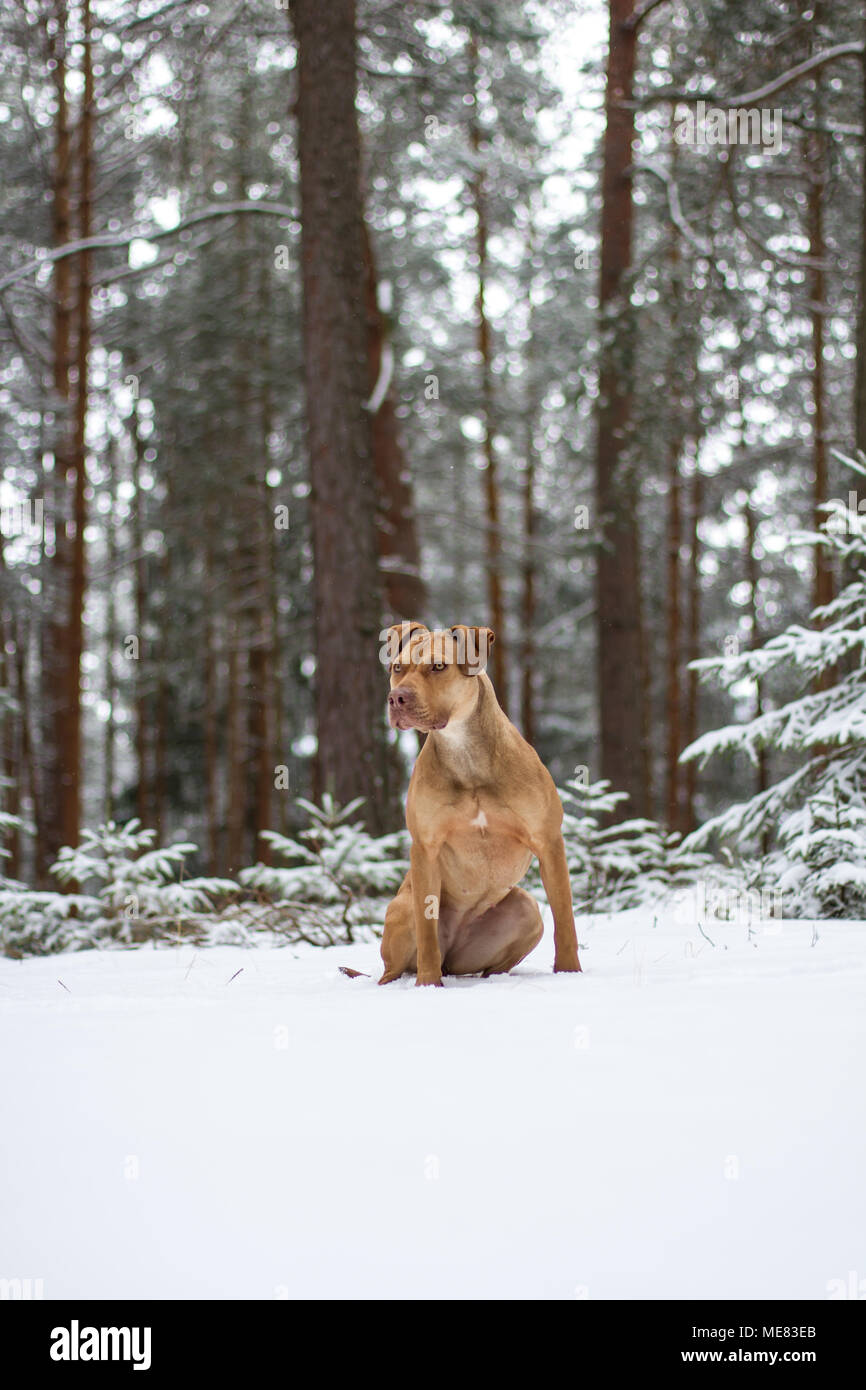 Fosse de travail femelle Bulldog posant dans la neige Banque D'Images