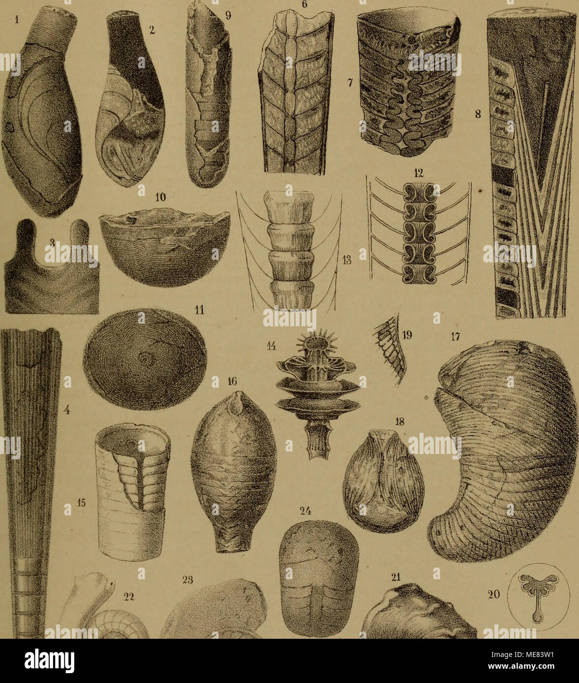 . Die Klassen und Ordnungen der Weichthiere Malacozoa () : wissenschaftlich dargestellt in Wort und Bild . ^1 tt Banque D'Images