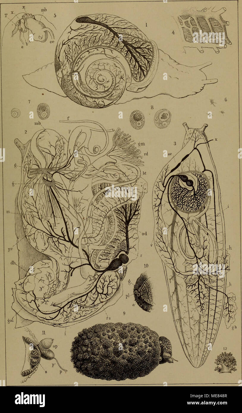 . Die Klassen und Ordnungen der Weichthiere Malacozoa () : wissenschaftlich dargestellt in Wort und Bild . Banque D'Images