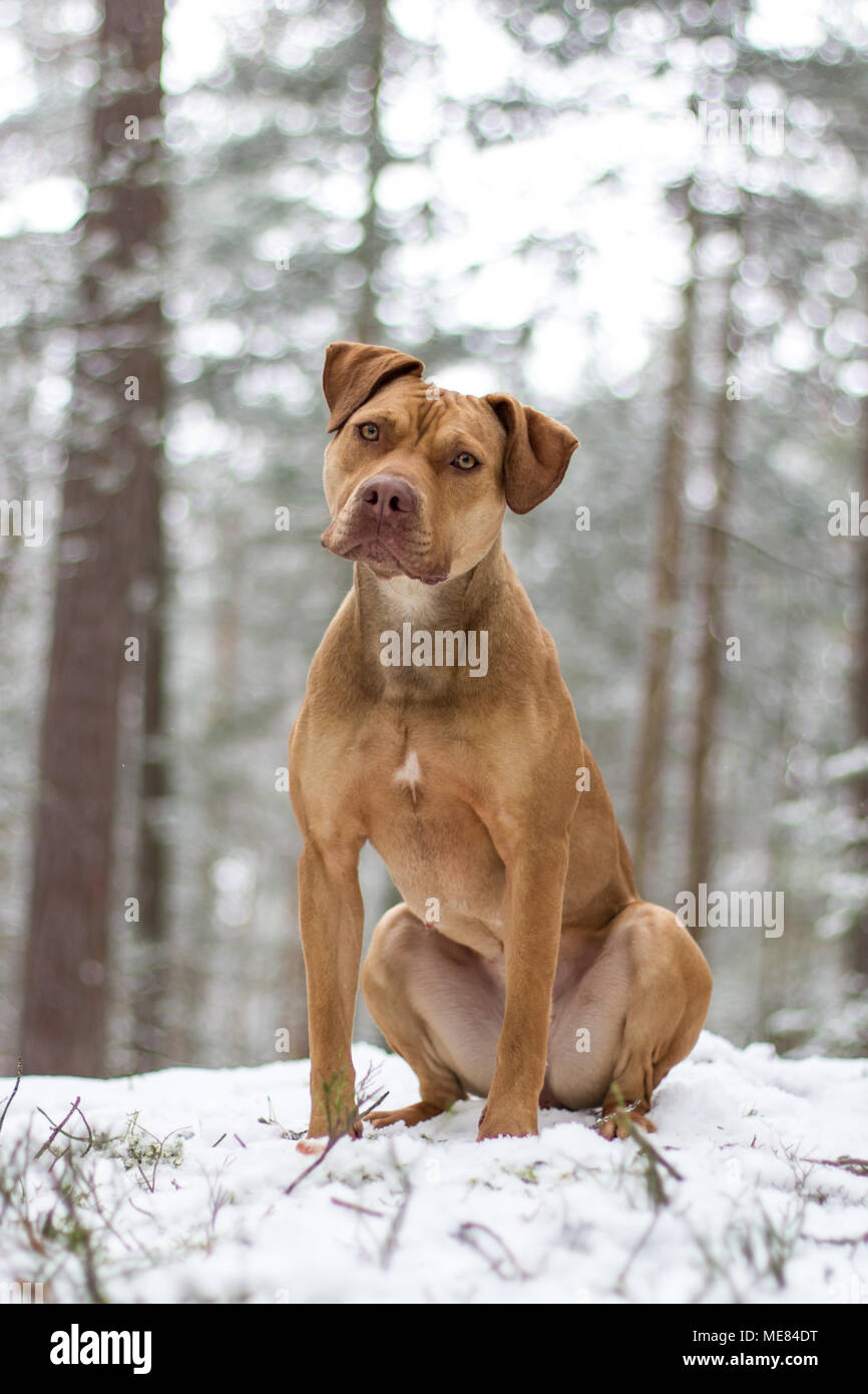 Fosse de travail femelle Bulldog posant dans la neige Banque D'Images