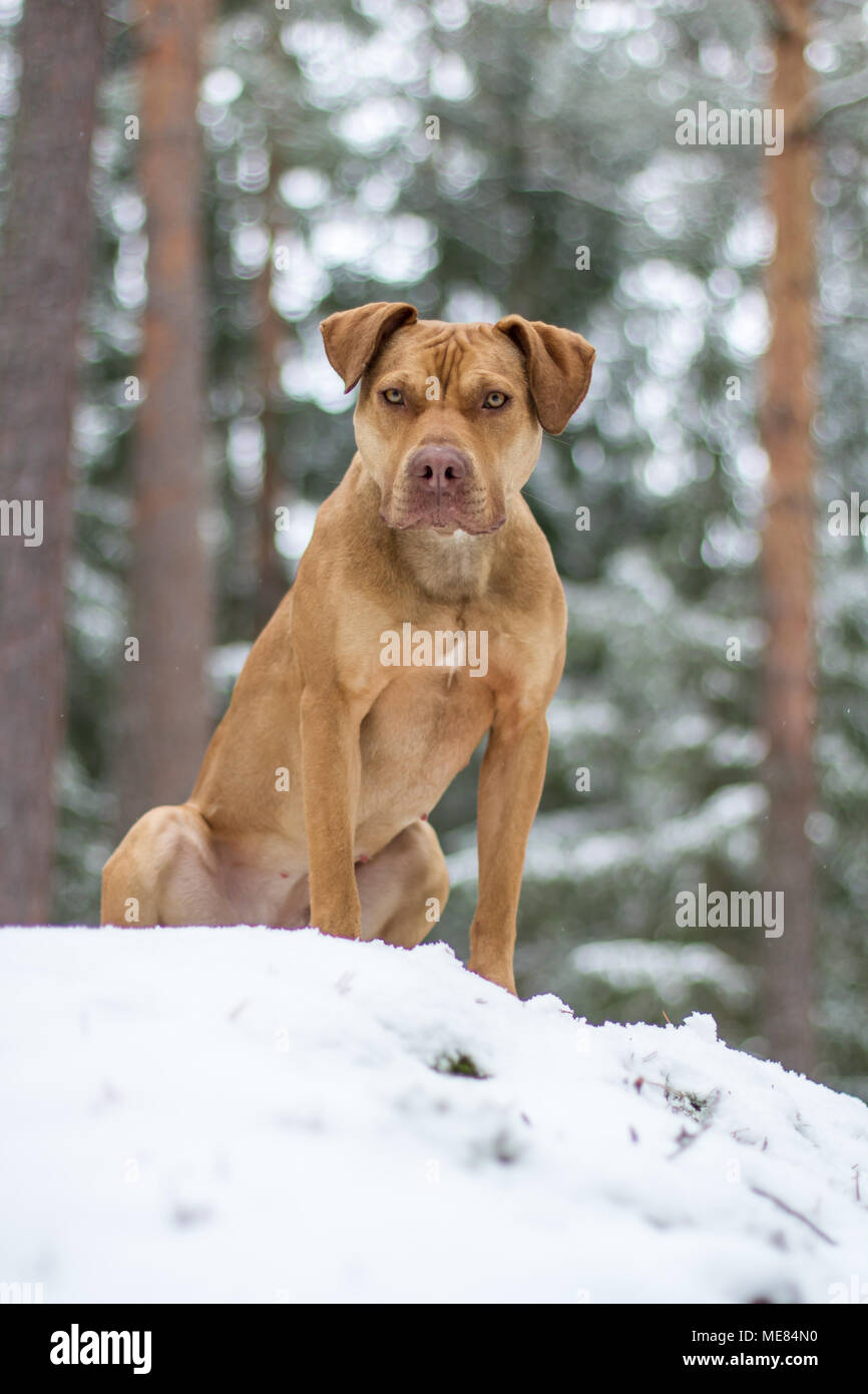 Fosse de travail femelle Bulldog posant dans la neige Banque D'Images