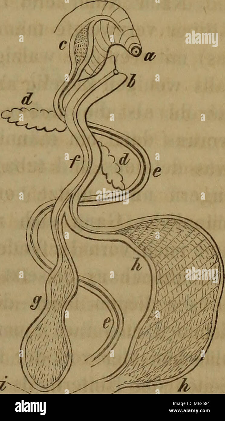 . Die Klassen und Ordnungen der Weichthiere Malacozoa () : wissenschaftlich dargestellt in Wort und Bild . Banque D'Images