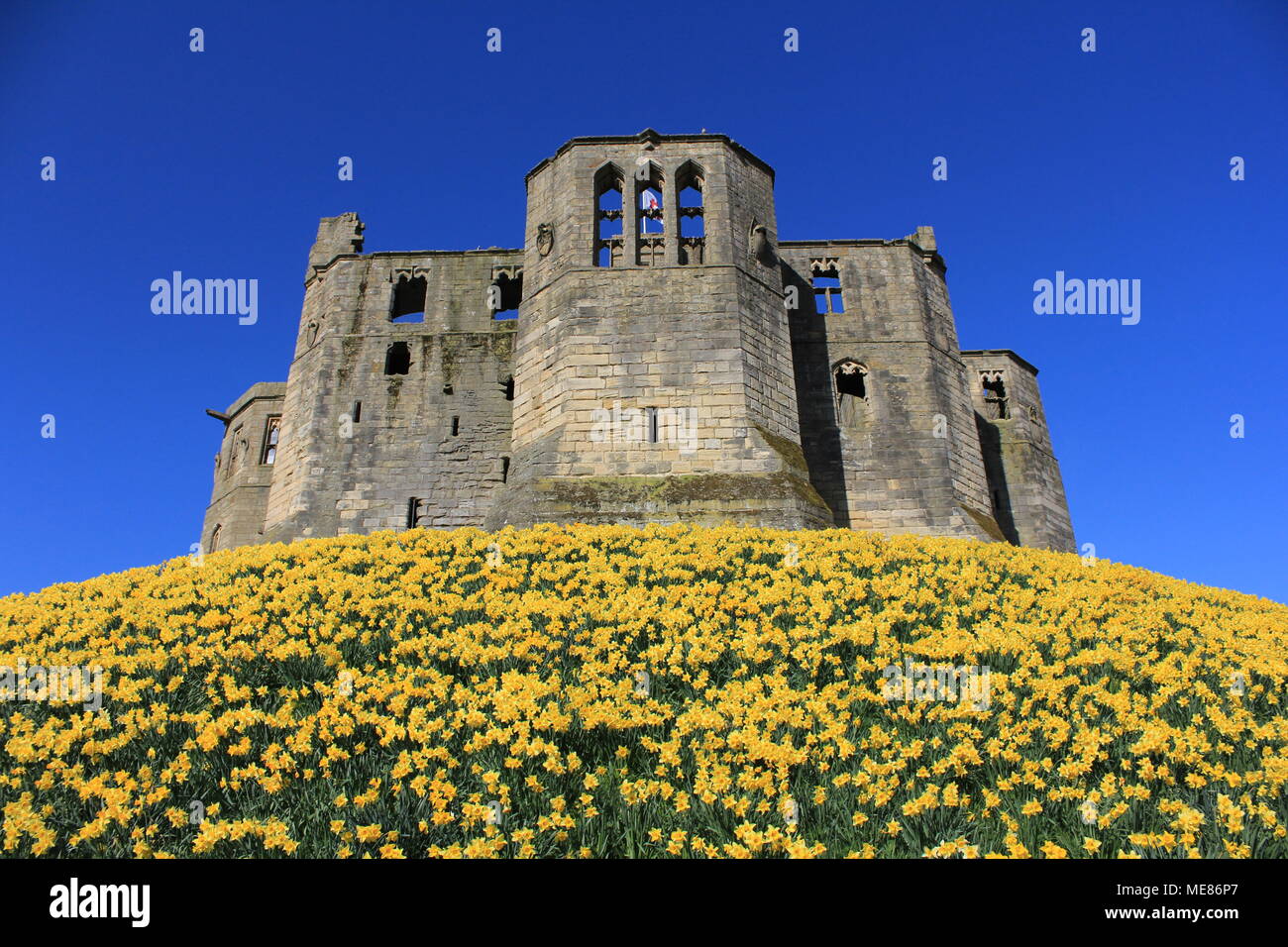 Northumberland, Royaume-Uni. 21 avril, 2018. Royaume-uni : Météo Météo jouissent de jonquilles au château de Warkworth comme heatwave continue à travers la Grande-Bretagne avec plus chaudes en avril de 70 ans. 21 avril, 2018. David Whinham/Alamy Live News Banque D'Images