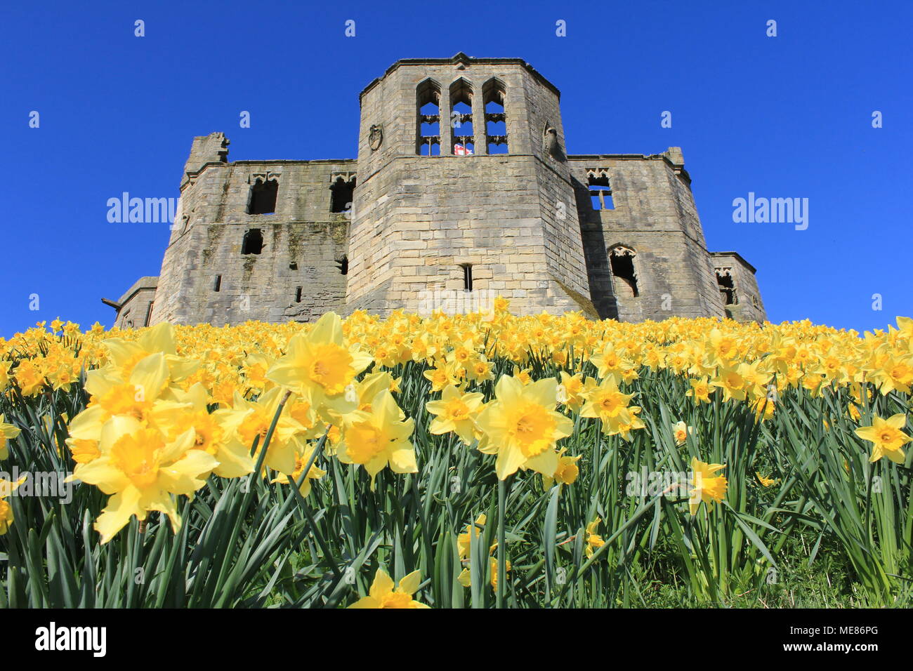 Northumberland, Royaume-Uni. 21 avril, 2018. Royaume-uni : Météo Météo jouissent de jonquilles au château de Warkworth comme heatwave continue à travers la Grande-Bretagne avec plus chaudes en avril de 70 ans. 21 avril, 2018. David Whinham/Alamy Live News Banque D'Images