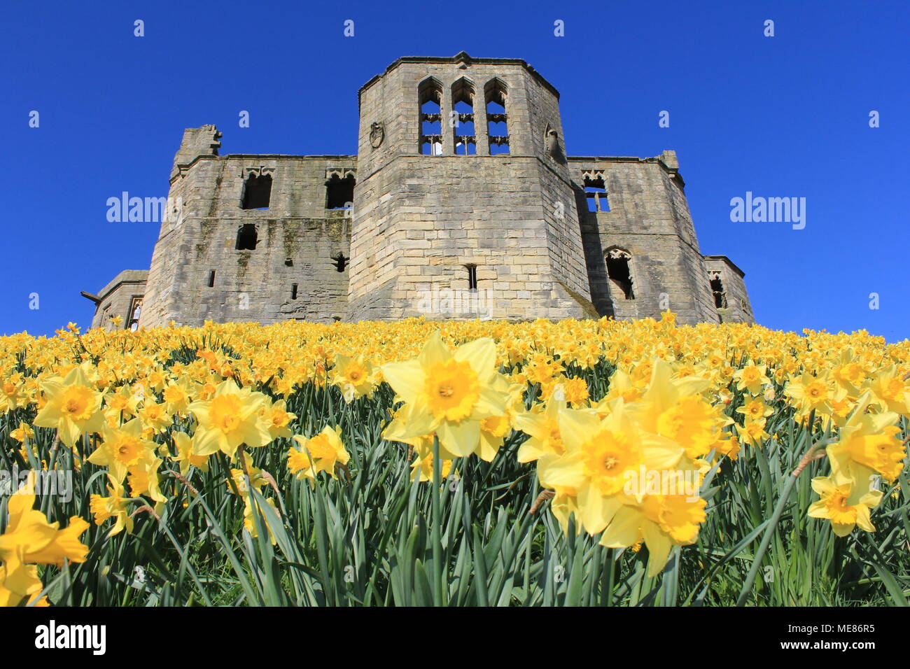 Northumberland, Royaume-Uni. 21 avril, 2018. Royaume-uni : Météo Météo jouissent de jonquilles au château de Warkworth comme heatwave continue à travers la Grande-Bretagne avec plus chaudes en avril de 70 ans. 21 avril, 2018. David Whinham/Alamy Live News Banque D'Images