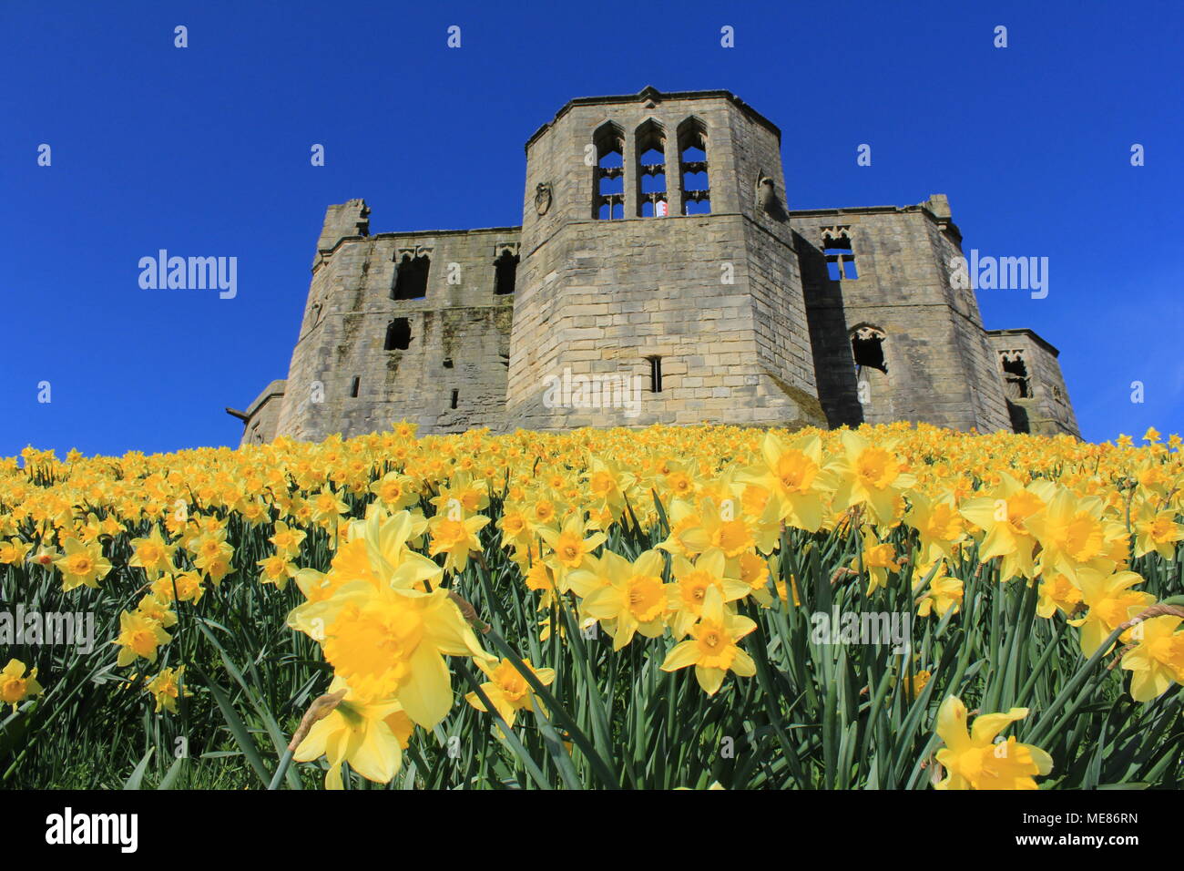 Northumberland, Royaume-Uni. 21 avril, 2018. Royaume-uni : Météo Météo jouissent de jonquilles au château de Warkworth comme heatwave continue à travers la Grande-Bretagne avec plus chaudes en avril de 70 ans. 21 avril, 2018. David Whinham/Alamy Live News Banque D'Images