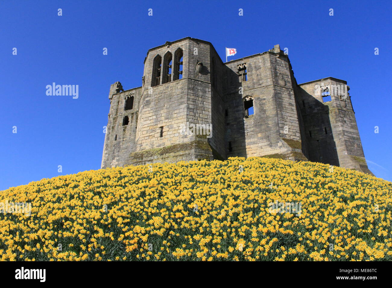 Northumberland, Royaume-Uni. 21 avril, 2018. Royaume-uni : Météo Météo jouissent de jonquilles au château de Warkworth comme heatwave continue à travers la Grande-Bretagne avec plus chaudes en avril de 70 ans. 21 avril, 2018. David Whinham/Alamy Live News Banque D'Images