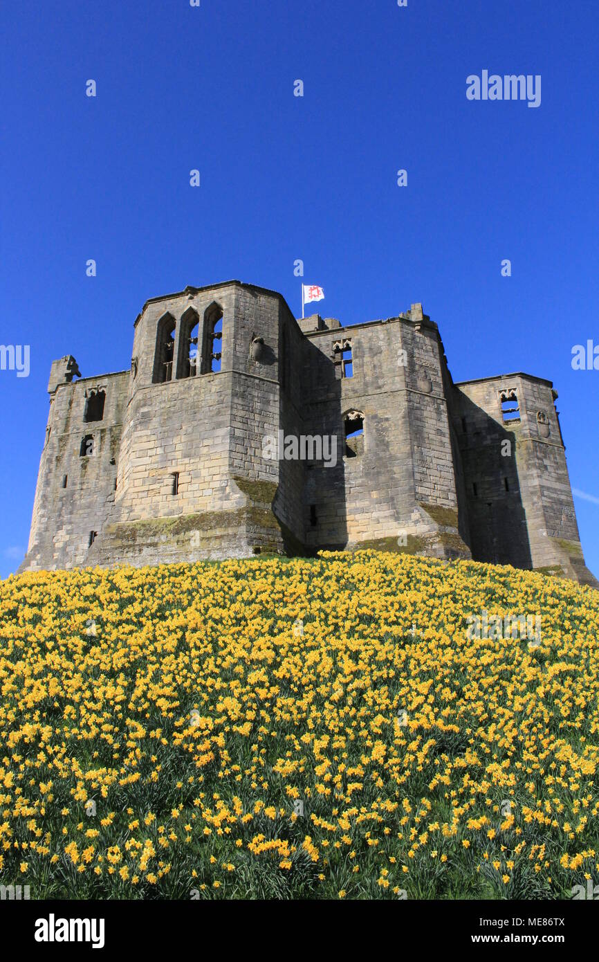 Northumberland, Royaume-Uni. 21 avril, 2018. Royaume-uni : Météo Météo jouissent de jonquilles au château de Warkworth comme heatwave continue à travers la Grande-Bretagne avec plus chaudes en avril de 70 ans. 21 avril, 2018. David Whinham/Alamy Live News Banque D'Images