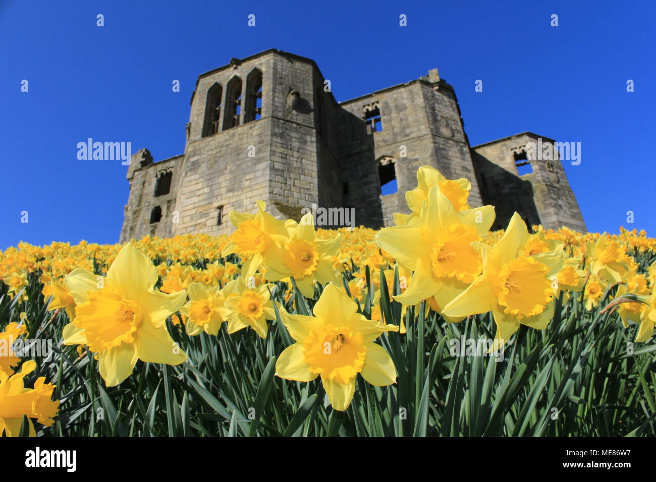 Northumberland, Royaume-Uni. 21 avril, 2018. Royaume-uni : Météo Météo jouissent de jonquilles au château de Warkworth comme heatwave continue à travers la Grande-Bretagne avec plus chaudes en avril de 70 ans. 21 avril, 2018. David Whinham/Alamy Live News Banque D'Images