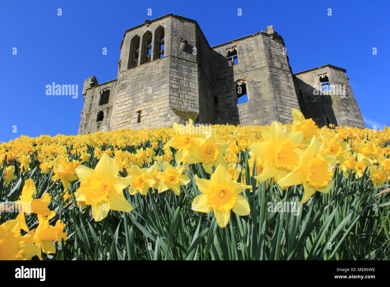 Northumberland, Royaume-Uni. 21 avril, 2018. Royaume-uni : Météo Météo jouissent de jonquilles au château de Warkworth comme heatwave continue à travers la Grande-Bretagne avec plus chaudes en avril de 70 ans. 21 avril, 2018. David Whinham/Alamy Live News Banque D'Images
