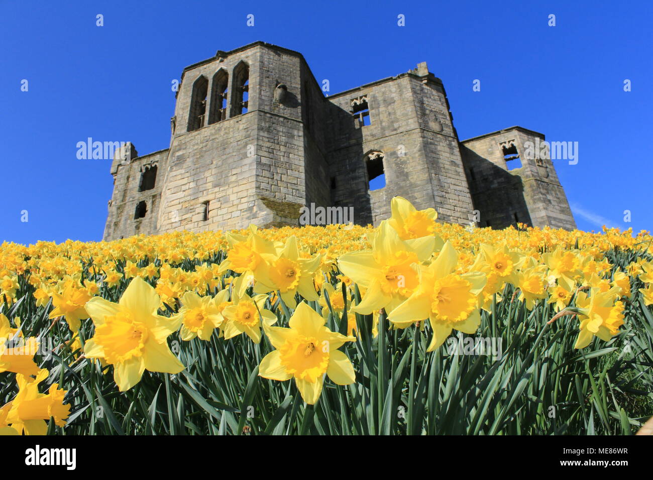 Northumberland, Royaume-Uni. 21 avril, 2018. Royaume-uni : Météo Météo jouissent de jonquilles au château de Warkworth comme heatwave continue à travers la Grande-Bretagne avec plus chaudes en avril de 70 ans. 21 avril, 2018. David Whinham/Alamy Live News Banque D'Images