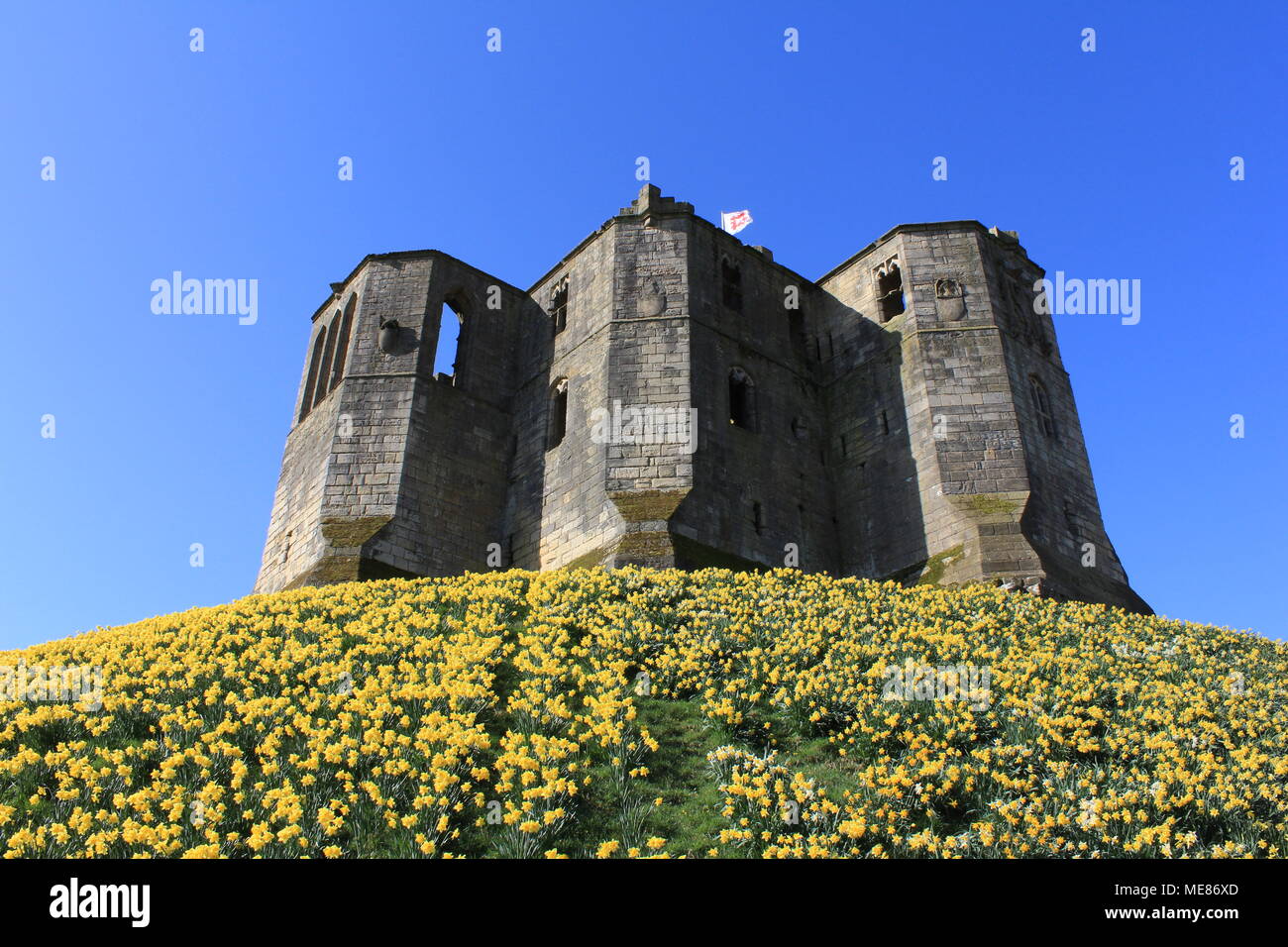 Northumberland, Royaume-Uni. 21 avril, 2018. Royaume-uni : Météo Météo jouissent de jonquilles au château de Warkworth comme heatwave continue à travers la Grande-Bretagne avec plus chaudes en avril de 70 ans. 21 avril, 2018. David Whinham/Alamy Live News Banque D'Images