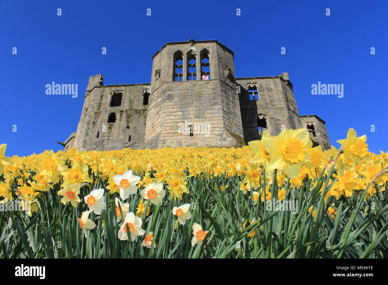 Northumberland, Royaume-Uni. 21 avril, 2018. Royaume-uni : Météo Météo jouissent de jonquilles au château de Warkworth comme heatwave continue à travers la Grande-Bretagne avec plus chaudes en avril de 70 ans. 21 avril, 2018. David Whinham/Alamy Live News Banque D'Images