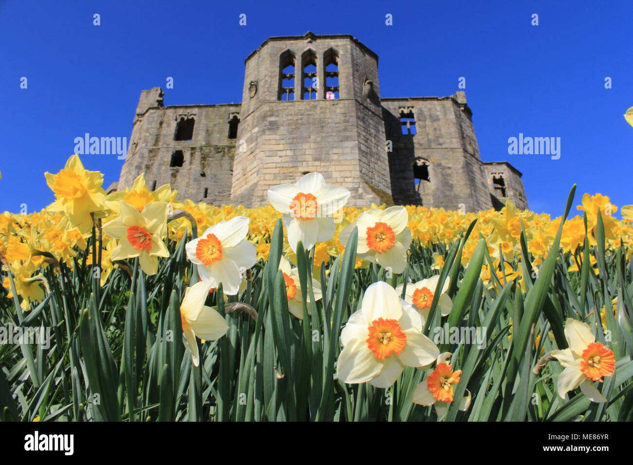 Northumberland, Royaume-Uni. 21 avril, 2018. Royaume-uni : Météo Météo jouissent de jonquilles au château de Warkworth comme heatwave continue à travers la Grande-Bretagne avec plus chaudes en avril de 70 ans. 21 avril, 2018. David Whinham/Alamy Live News Banque D'Images
