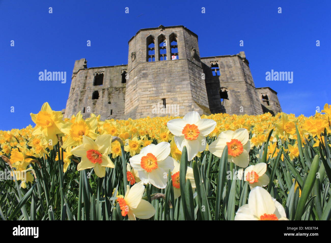 Northumberland, Royaume-Uni. 21 avril, 2018. Royaume-uni : Météo Météo jouissent de jonquilles au château de Warkworth comme heatwave continue à travers la Grande-Bretagne avec plus chaudes en avril de 70 ans. 21 avril, 2018. David Whinham/Alamy Live News Banque D'Images