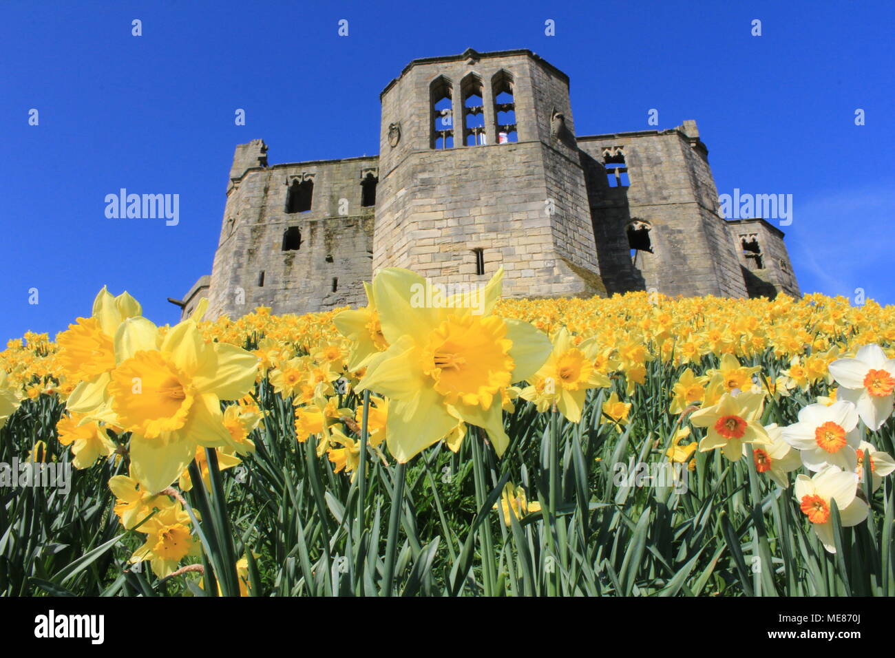 Northumberland, Royaume-Uni. 21 avril, 2018. Royaume-uni : Météo Météo jouissent de jonquilles au château de Warkworth comme heatwave continue à travers la Grande-Bretagne avec plus chaudes en avril de 70 ans. 21 avril, 2018. David Whinham/Alamy Live News Banque D'Images