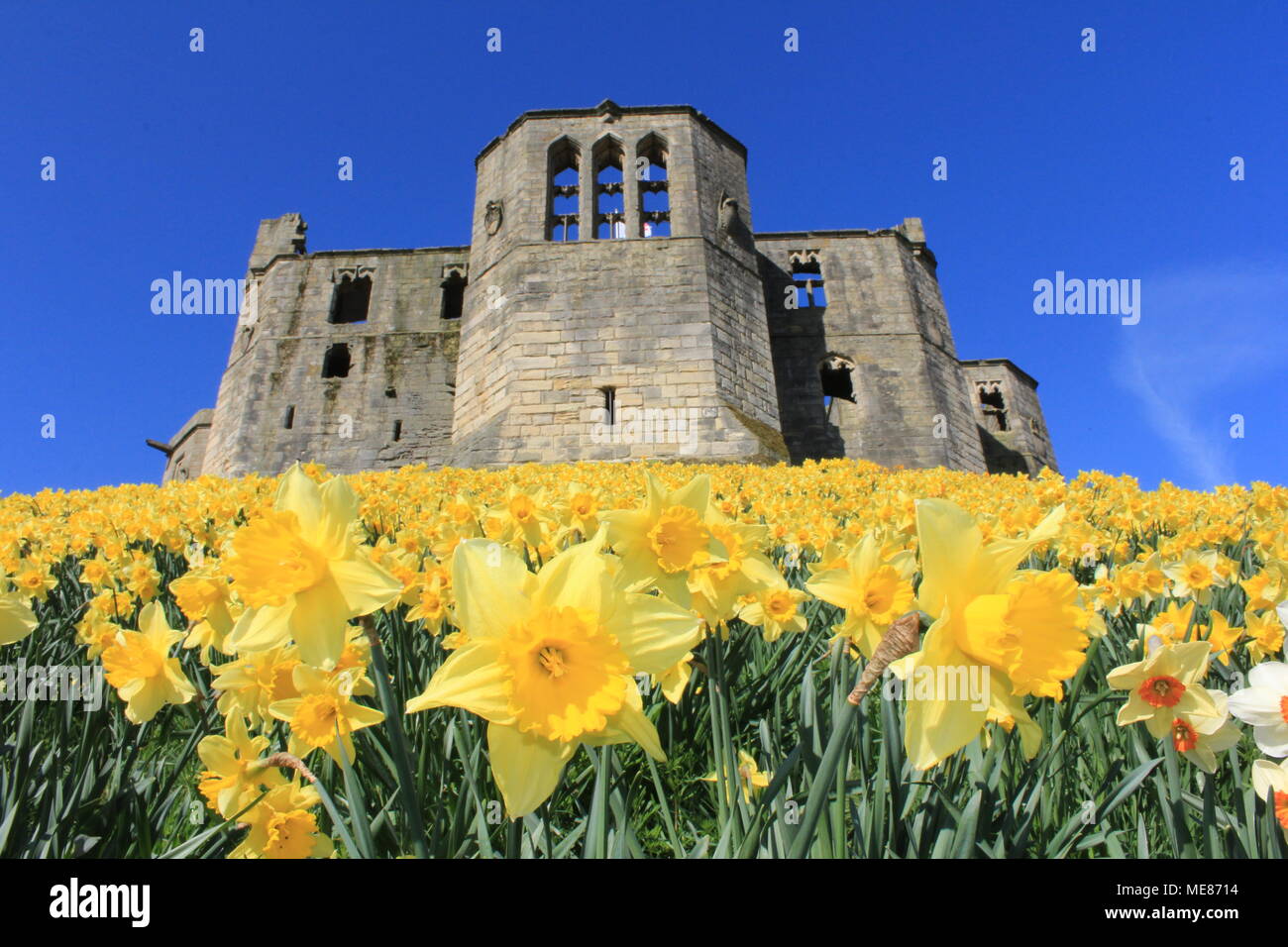 Northumberland, Royaume-Uni. 21 avril, 2018. Royaume-uni : Météo Météo jouissent de jonquilles au château de Warkworth comme heatwave continue à travers la Grande-Bretagne avec plus chaudes en avril de 70 ans. 21 avril, 2018. David Whinham/Alamy Live News Banque D'Images