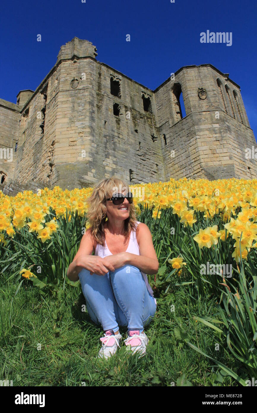 Northumberland, Royaume-Uni. 21 avril, 2018. Royaume-uni : Météo Météo jouissent de jonquilles au château de Warkworth comme heatwave continue à travers la Grande-Bretagne avec plus chaudes en avril de 70 ans. 21 avril, 2018. David Whinham/Alamy Live News Banque D'Images
