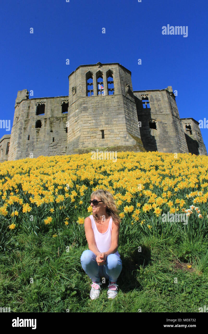 Northumberland, Royaume-Uni. 21 avril, 2018. Royaume-uni : Météo Météo jouissent de jonquilles au château de Warkworth comme heatwave continue à travers la Grande-Bretagne avec plus chaudes en avril de 70 ans. 21 avril, 2018. David Whinham/Alamy Live News Banque D'Images