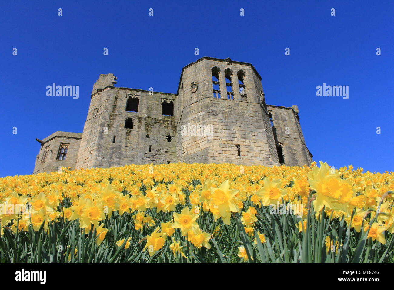 Northumberland, Royaume-Uni. 21 avril, 2018. Royaume-uni : Météo Météo jouissent de jonquilles au château de Warkworth comme heatwave continue à travers la Grande-Bretagne avec plus chaudes en avril de 70 ans. 21 avril, 2018. David Whinham/Alamy Live News Banque D'Images