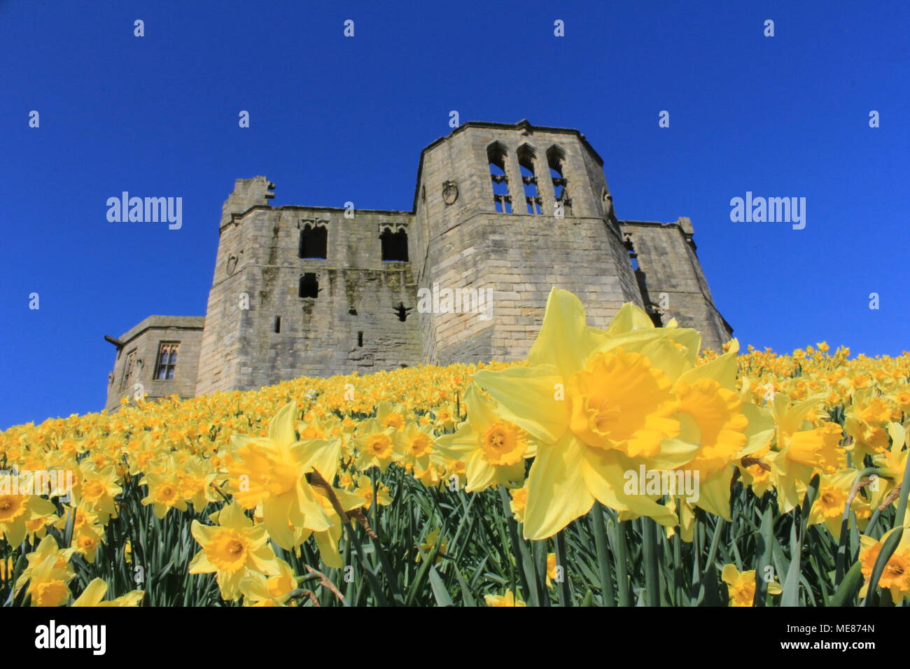Northumberland, Royaume-Uni. 21 avril, 2018. Royaume-uni : Météo Météo jouissent de jonquilles au château de Warkworth comme heatwave continue à travers la Grande-Bretagne avec plus chaudes en avril de 70 ans. 21 avril, 2018. David Whinham/Alamy Live News Banque D'Images