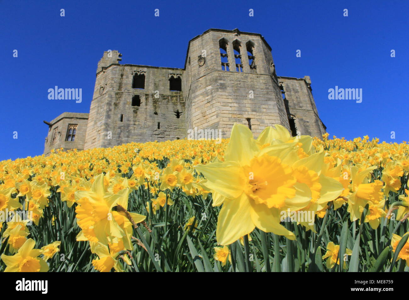 Northumberland, Royaume-Uni. 21 avril, 2018. Royaume-uni : Météo Météo jouissent de jonquilles au château de Warkworth comme heatwave continue à travers la Grande-Bretagne avec plus chaudes en avril de 70 ans. 21 avril, 2018. David Whinham/Alamy Live News Banque D'Images