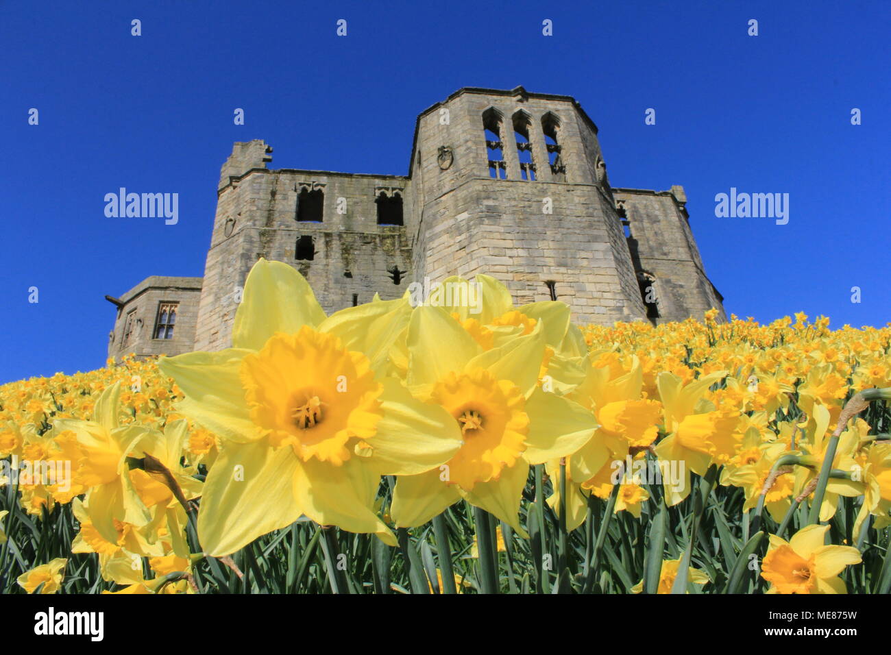Northumberland, Royaume-Uni. 21 avril, 2018. Royaume-uni : Météo Météo jouissent de jonquilles au château de Warkworth comme heatwave continue à travers la Grande-Bretagne avec plus chaudes en avril de 70 ans. 21 avril, 2018. David Whinham/Alamy Live News Banque D'Images