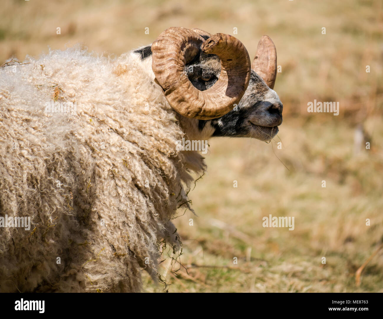 West Linton, Scottish Borders, Scotland, Royaume-Uni, 21 avril 2018. Soleil du printemps dans la campagne, avec un gros plan du blackface aScottish ram avec cornes bouclés dans un champ Banque D'Images