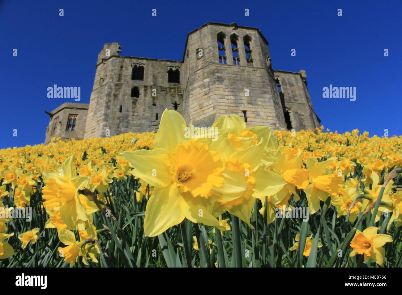 Northumberland, Royaume-Uni. 21 avril, 2018. Royaume-uni : Météo Météo jouissent de jonquilles au château de Warkworth comme heatwave continue à travers la Grande-Bretagne avec plus chaudes en avril de 70 ans. 21 avril, 2018. David Whinham/Alamy Live News Banque D'Images