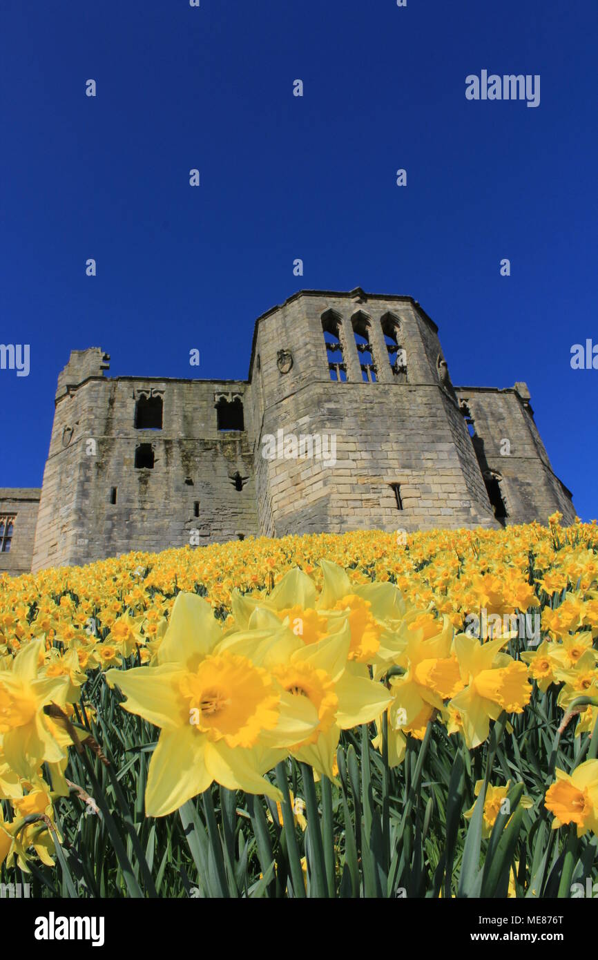 Northumberland, Royaume-Uni. 21 avril, 2018. Royaume-uni : Météo Météo jouissent de jonquilles au château de Warkworth comme heatwave continue à travers la Grande-Bretagne avec plus chaudes en avril de 70 ans. 21 avril, 2018. David Whinham/Alamy Live News Banque D'Images