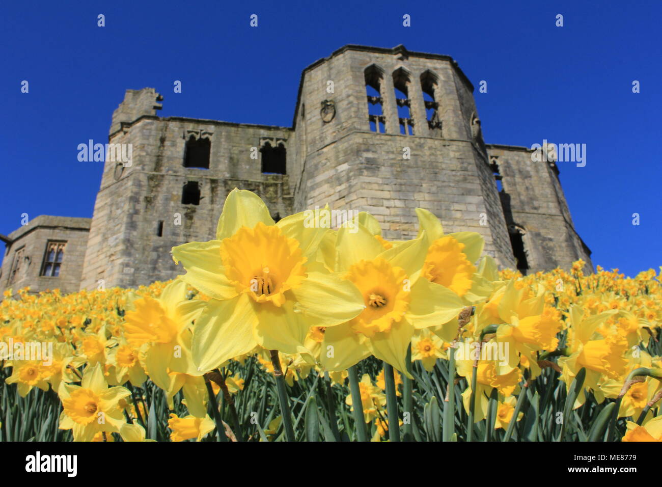 Northumberland, Royaume-Uni. 21 avril, 2018. Royaume-uni : Météo Météo jouissent de jonquilles au château de Warkworth comme heatwave continue à travers la Grande-Bretagne avec plus chaudes en avril de 70 ans. 21 avril, 2018. David Whinham/Alamy Live News Banque D'Images