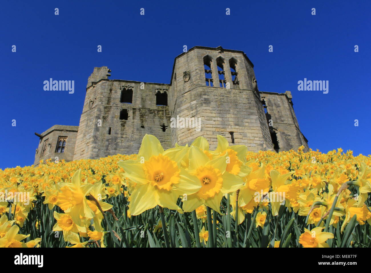 Northumberland, Royaume-Uni. 21 avril, 2018. Royaume-uni : Météo Météo jouissent de jonquilles au château de Warkworth comme heatwave continue à travers la Grande-Bretagne avec plus chaudes en avril de 70 ans. 21 avril, 2018. David Whinham/Alamy Live News Banque D'Images