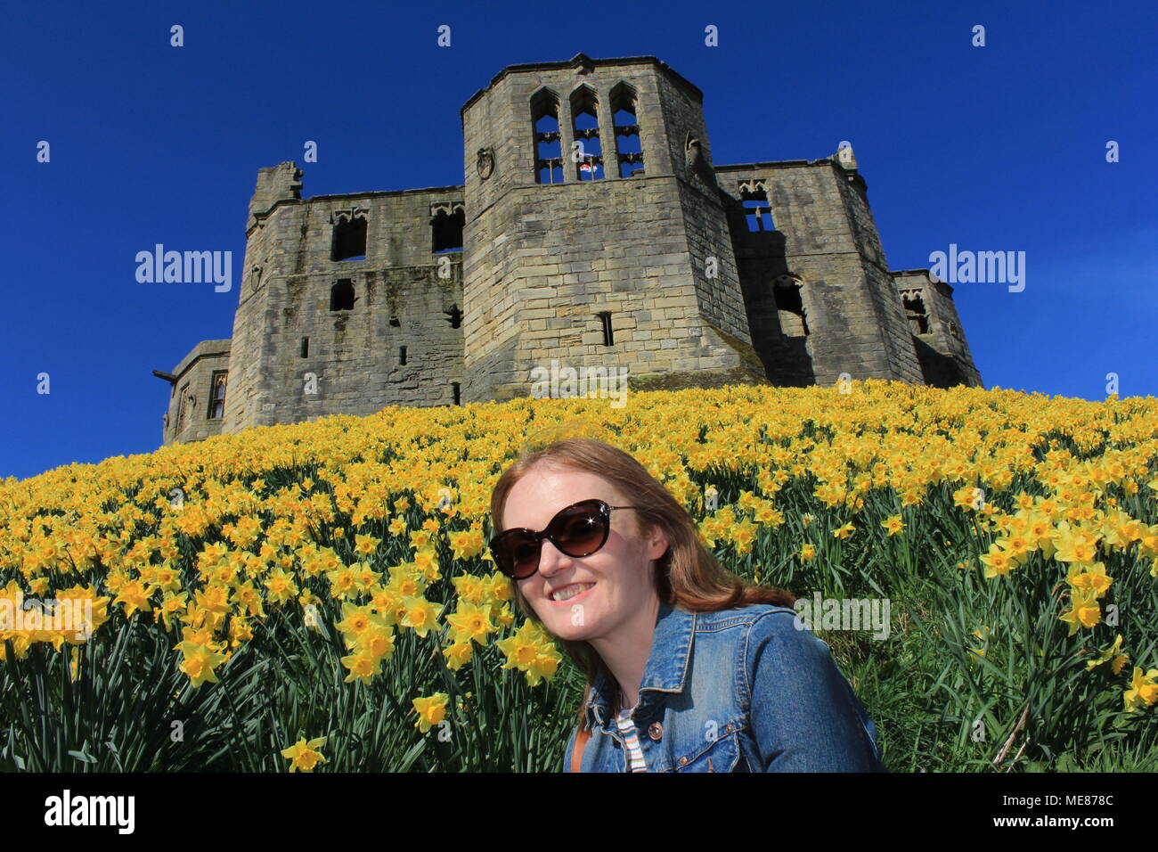 Northumberland, Royaume-Uni. 21 avril, 2018. Royaume-uni : Météo Météo jouissent de jonquilles au château de Warkworth comme heatwave continue à travers la Grande-Bretagne avec plus chaudes en avril de 70 ans. 21 avril, 2018. David Whinham/Alamy Live News Banque D'Images