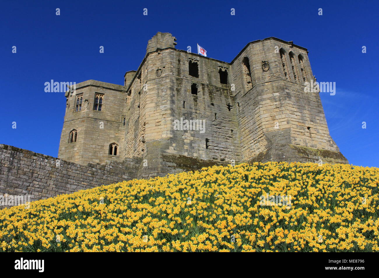 Northumberland, Royaume-Uni. 21 avril, 2018. Royaume-uni : Météo Météo jouissent de jonquilles au château de Warkworth comme heatwave continue à travers la Grande-Bretagne avec plus chaudes en avril de 70 ans. 21 avril, 2018. David Whinham/Alamy Live News Banque D'Images