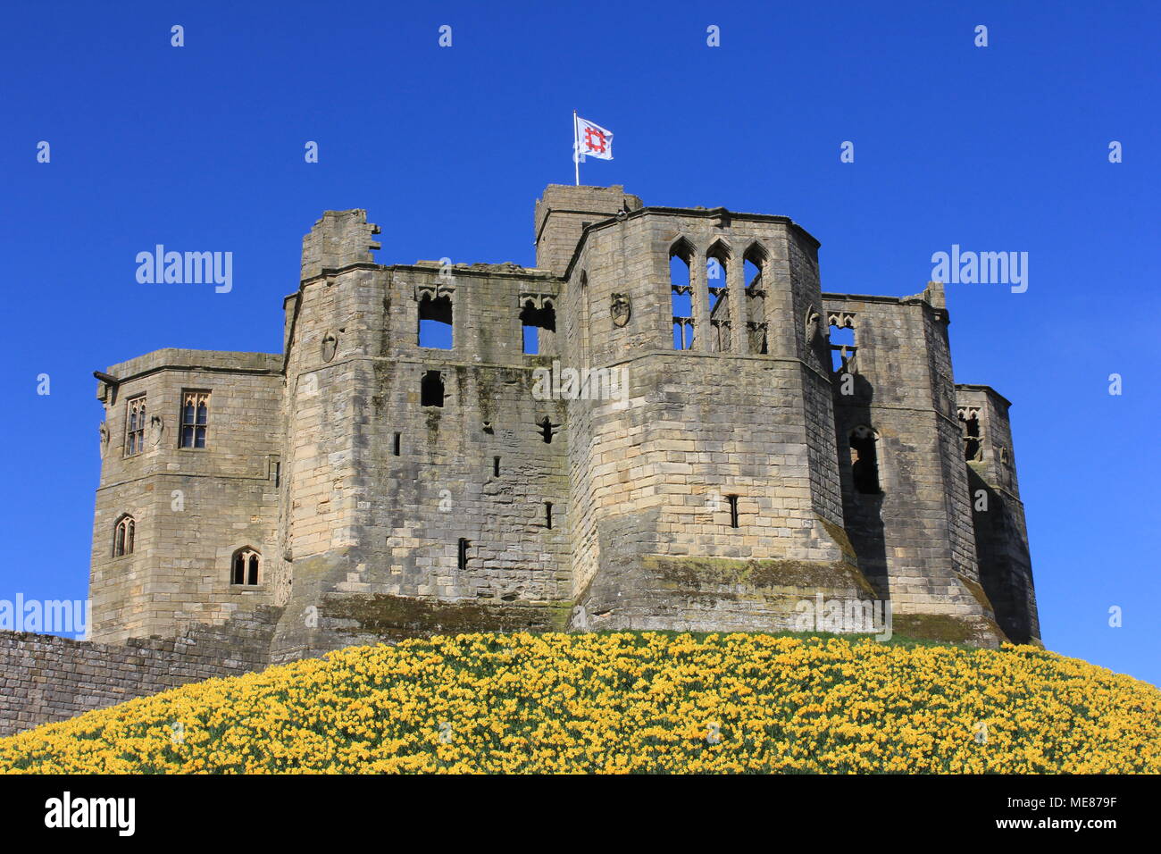 Northumberland, Royaume-Uni. 21 avril, 2018. Royaume-uni : Météo Météo jouissent de jonquilles au château de Warkworth comme heatwave continue à travers la Grande-Bretagne avec plus chaudes en avril de 70 ans. 21 avril, 2018. David Whinham/Alamy Live News Banque D'Images