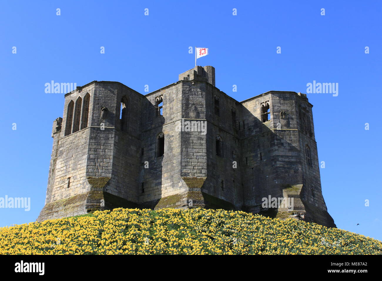Northumberland, Royaume-Uni. 21 avril, 2018. Royaume-uni : Météo Météo jouissent de jonquilles au château de Warkworth comme heatwave continue à travers la Grande-Bretagne avec plus chaudes en avril de 70 ans. 21 avril, 2018. David Whinham/Alamy Live News Banque D'Images