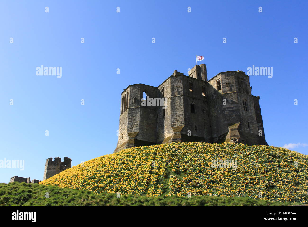 Northumberland, Royaume-Uni. 21 avril, 2018. Royaume-uni : Météo Météo jouissent de jonquilles au château de Warkworth comme heatwave continue à travers la Grande-Bretagne avec plus chaudes en avril de 70 ans. 21 avril, 2018. David Whinham/Alamy Live News Banque D'Images