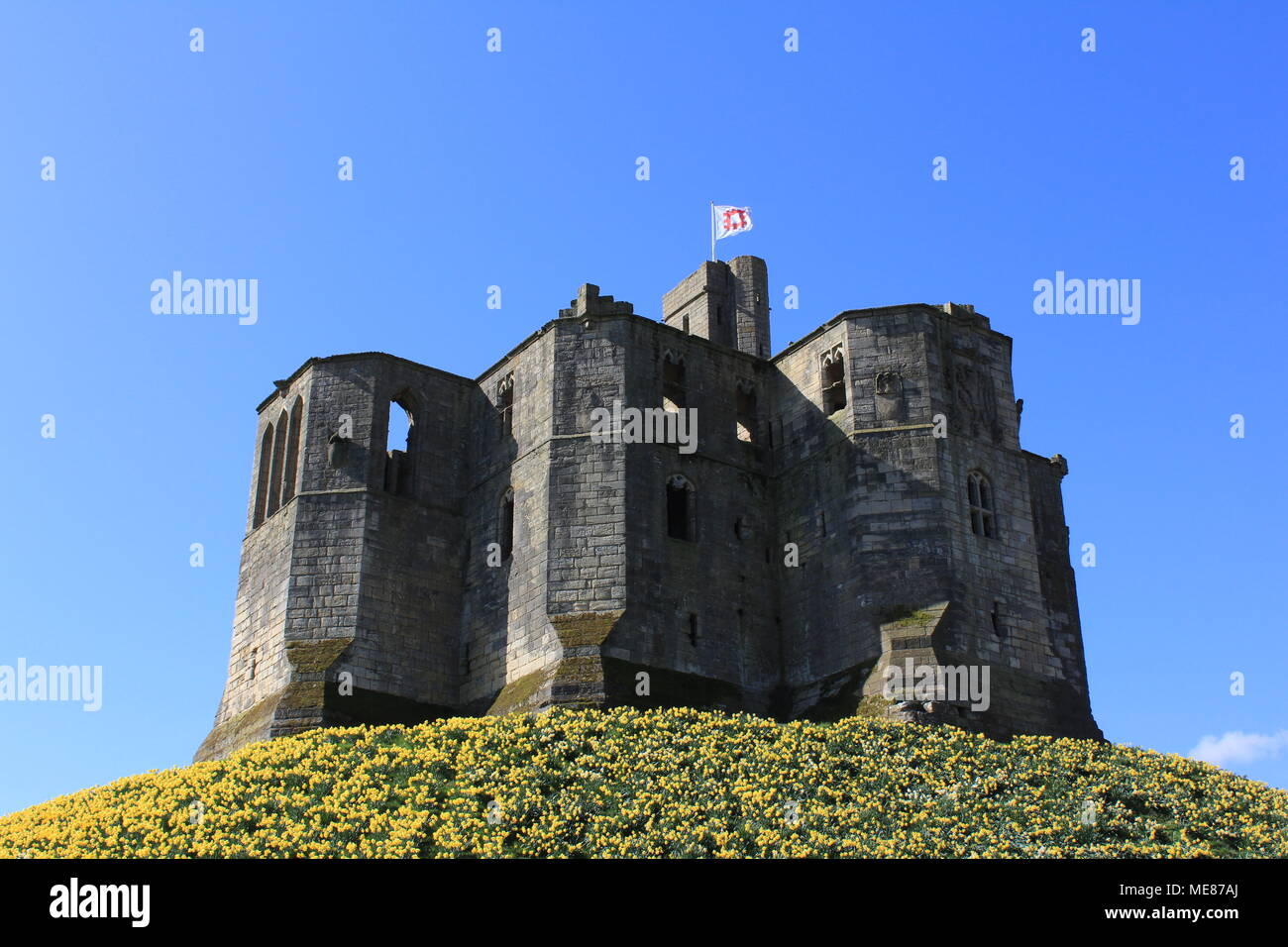 Northumberland, Royaume-Uni. 21 avril, 2018. Royaume-uni : Météo Météo jouissent de jonquilles au château de Warkworth comme heatwave continue à travers la Grande-Bretagne avec plus chaudes en avril de 70 ans. 21 avril, 2018. David Whinham/Alamy Live News Banque D'Images