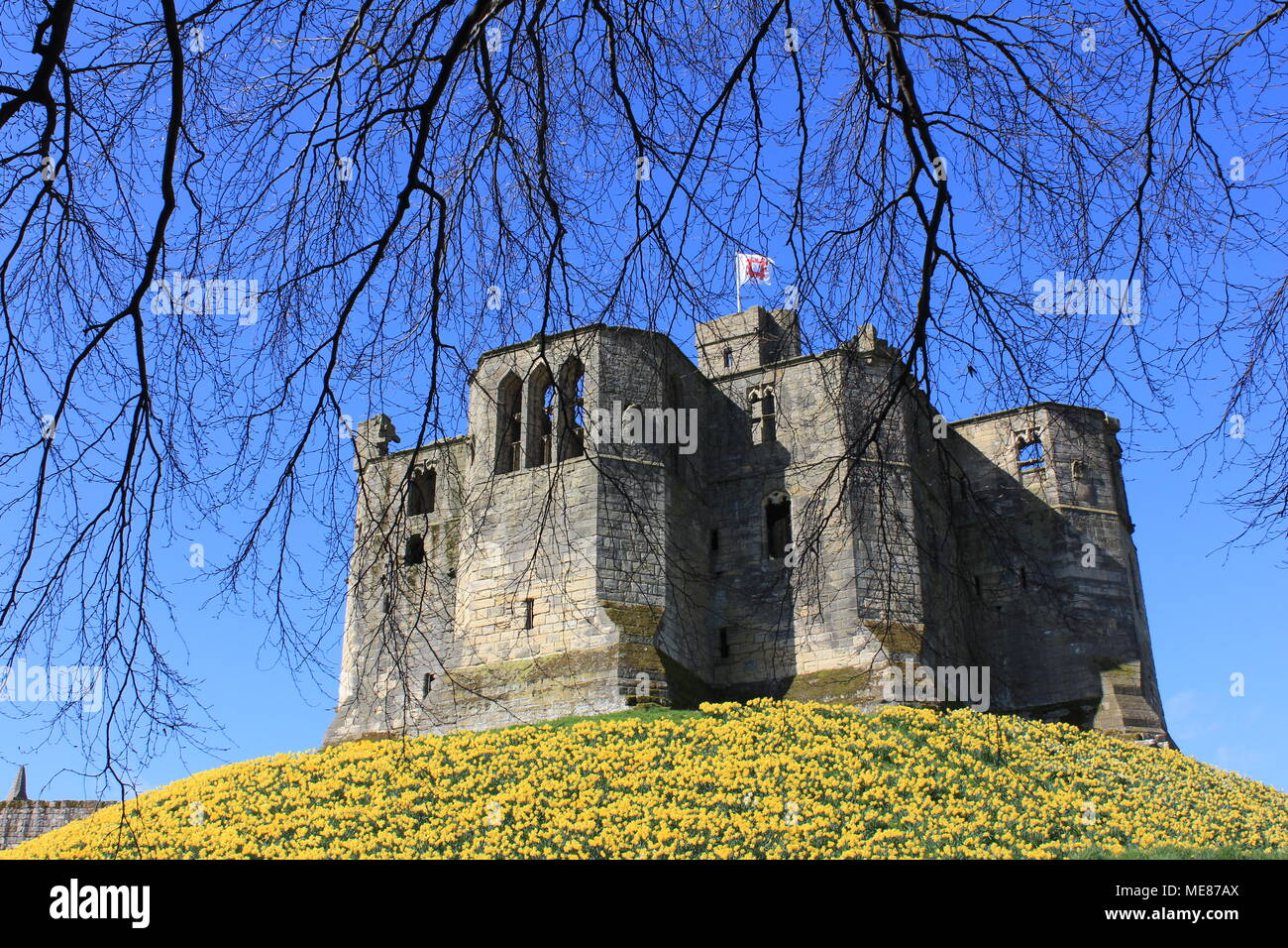 Northumberland, Royaume-Uni. 21 avril, 2018. Royaume-uni : Météo Météo jouissent de jonquilles au château de Warkworth comme heatwave continue à travers la Grande-Bretagne avec plus chaudes en avril de 70 ans. 21 avril, 2018. David Whinham/Alamy Live News Banque D'Images
