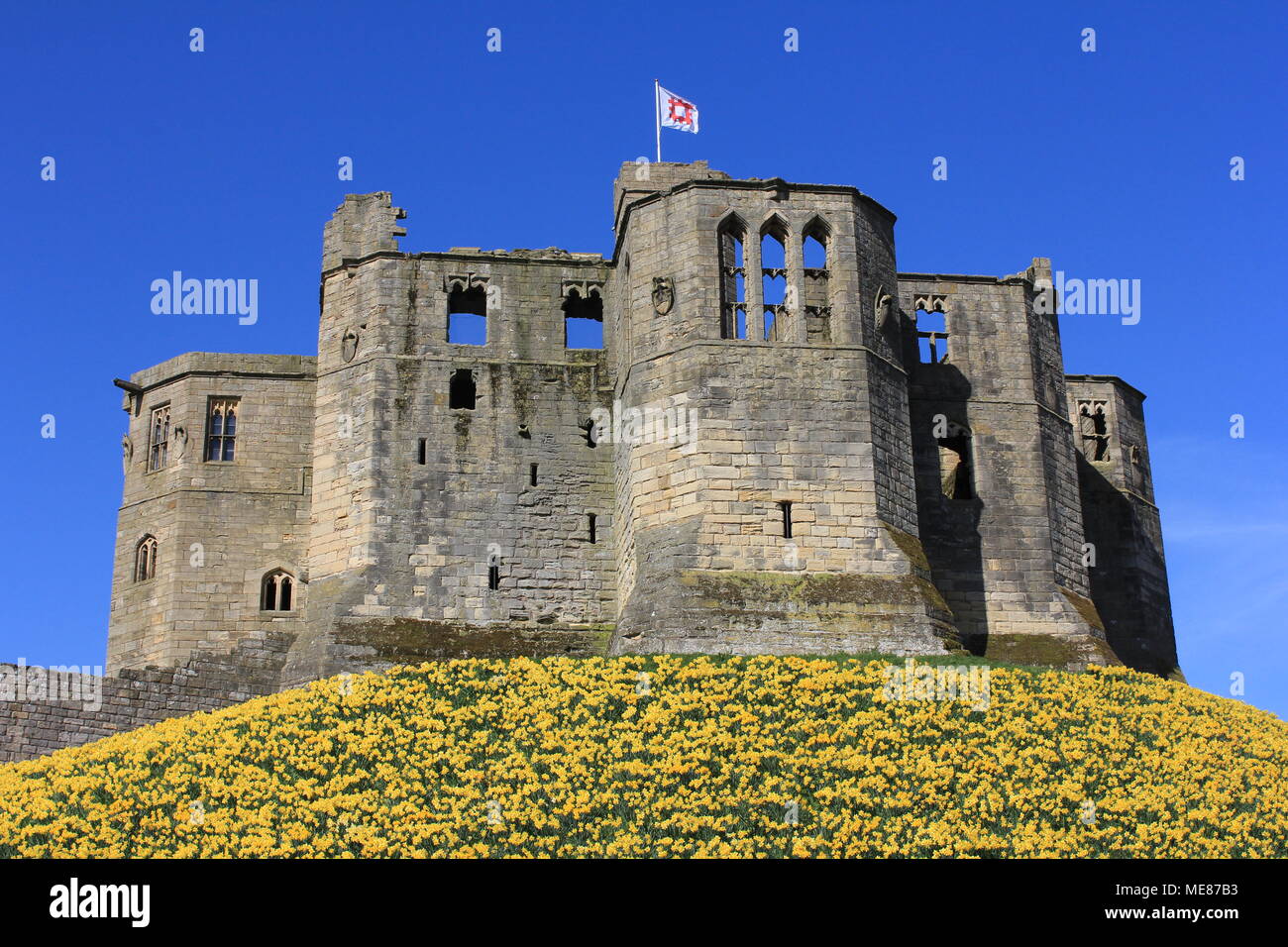 Northumberland, Royaume-Uni. 21 avril, 2018. Royaume-uni : Météo Météo jouissent de jonquilles au château de Warkworth comme heatwave continue à travers la Grande-Bretagne avec plus chaudes en avril de 70 ans. 21 avril, 2018. David Whinham/Alamy Live News Banque D'Images