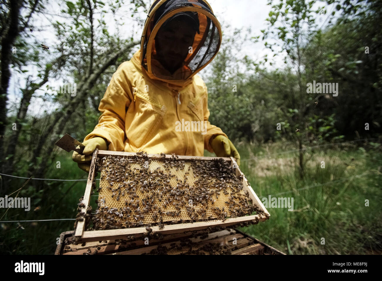 Bogota. 18 avr, 2018. L'apiculteur Fabio Ruiz travaille dans le Montiel réserve naturelle de Bogota en Colombie, le 18 avril 2018. L'apiculteur Fabio Ruiz a souligné la réduction du nombre d'abeilles dans le monde entier, appelant à une culture de l'apiculture urbaine. Credit : Jhon Paz/Xinhua/Alamy Live News Banque D'Images