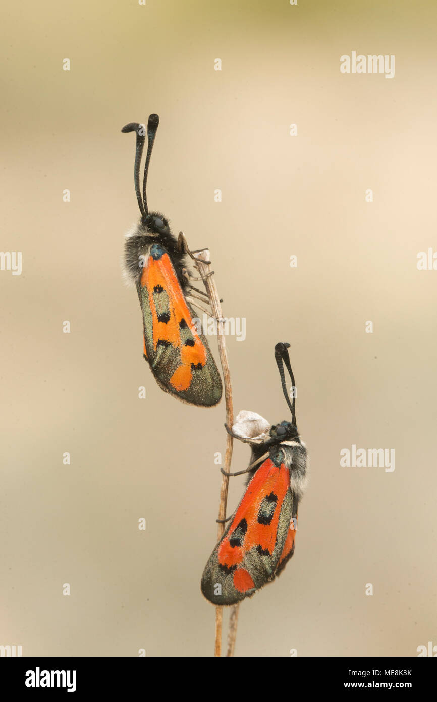 Deux Burnett (Zigaena rhadamanthus) dans l'usine. Banque D'Images
