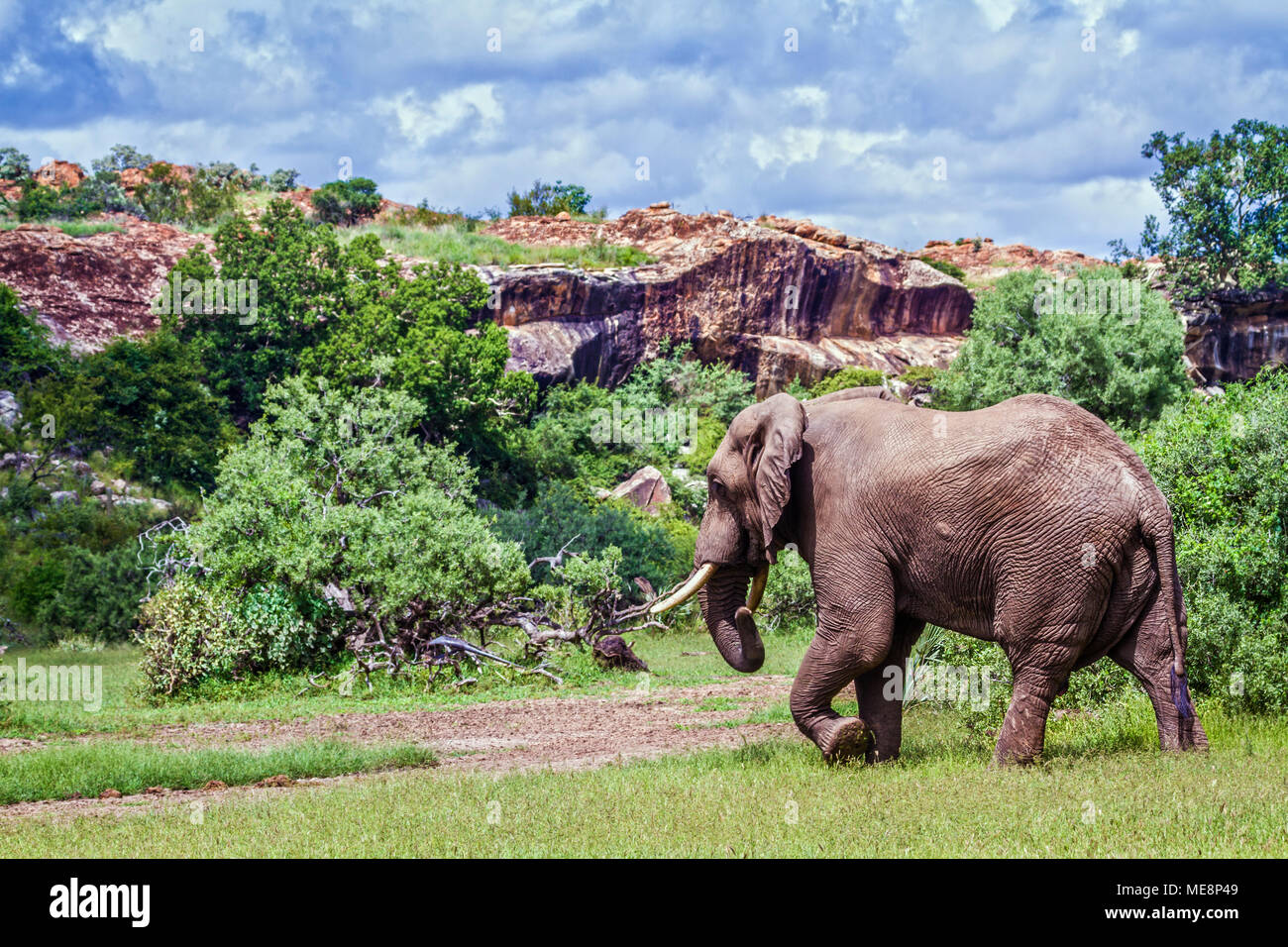 Bush de l'Afrique de l'éléphant dans le parc national de Mapungubwe, Afrique du Sud  ; Espèce Loxodonta africana famille d'Elephantidae Banque D'Images
